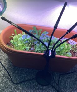 7 Varieties of Leafy Power Green Organic Seeds, Non-GMO Seeds for Planting, Heirloom Seeds - Spinach Seeds, Arugula, Kale, Lolla Rossa Lettuce Seeds, Buttercrunch, Gourmet Mix Lettuce, Swiss Chard 43 818FQhTFtZL