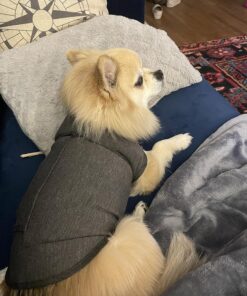 ThunderShirt Classic Dog Anxiety Jacket, Heather Grey, Small 41 818Hk5FlZvL