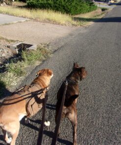 OneTigris Dog Pack Hound Travel Camping Hiking Backpack Saddle Bag Rucksack for Medium & Large Dog (Brown, Large) 11.4"L x 8.7"W x 2.4"H Brown 41 818IKZS98vL