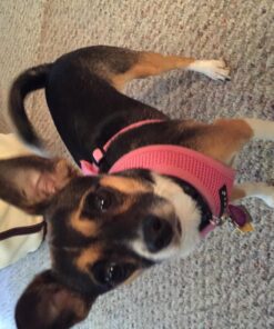 Dutchy Brand Pets Lovers Club Durable Dog Seatbelt - Heavy Duty Strap, Reflective Lines, 2 Adjustable Sizes (15-25in or 22-37in) Fits Small, Medium, Large, Extra Large Dogs Red with Reflective Stripes 25 818KQoxWl5L