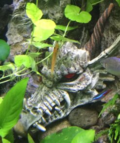 Penn-Plax Deco-Replicas Dragon Skull Gazer Aquarium Decoration – Safe for Freshwater and Saltwater Fish Tanks – Large 16 818Kqr8 BRL