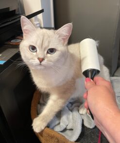 Scotch Brite Lint Roller, Value Pack of 75 Sheets, 375 Total Sheets 75 Sheets (5 Pack = 375) 14 818LEZGUXlL