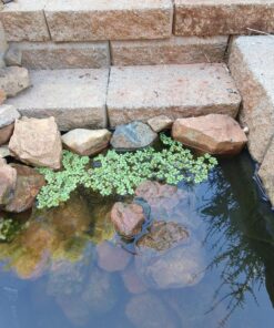 12 Water Spangles (Salvinia Minima), Live Aquarium/Aquatic/Floating/Pond/Freshwater Plant by G&Z 35 818SiVpJFLL