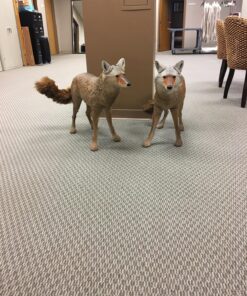 Flambeau Outdoors 5985MS-1 Lone Howler Coyote Decoy, One Size 39 818cxYDxZhL