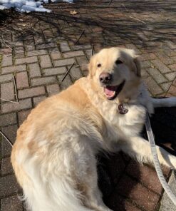 Eukanuba Adult Large Breed Dry Dog Food, 30 lb 30 Pound (Pack of 1) 46 818dZOdFPsL