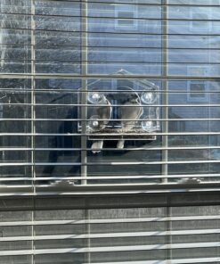 Wild Birds of Joy Bird House Window Bird Feeder with 4 Super Strong Suction Cups & Locking, Sliding Seed Tray, Extra Large, Clear Acrylic, Outdoor Bird Feeders, Outside View of Cardinal and Blue Jay 23 818f1niagiL