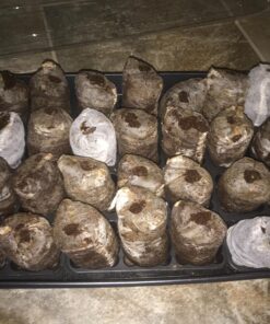 Burpee Self-Watering Seed Starter Tray, 72 Cells 72 Cell Self-Watering Starter 43 818jIAFSGiL