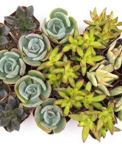 Succulents Plants Live (20PK) Potted Succulent Plants Live House Plants, Cactus Plants Live Plants Indoor Plants Live Houseplants, Indoor Plant Succulents Live Plant House Plant by Plants for Pets 20-PACK 42 818kxi7xdSL