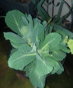 EZ Straw Seeding Mulch with Tack - Biodegradable Organic Processed Straw – 2.5 CU FT Bale (Covers up to 500 sq. ft.), Multi 42 818ljwaoCyL