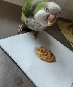 LAFEBER'S Premium Daily Diet Pellets Pet Bird Food, Made with Non-GMO and Human-Grade Ingredients, for Cockatiels, 5 lb Classic 5 Pound (Pack of 1) 14 818m2s5Yh9L