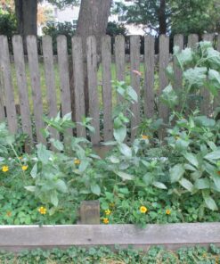 Monarch Butterfly Rescue Wildflower Seed Packet Bulk Open-Pollinated Wildflower, No Fillers, Annuals, Perennials and Milkweed Seeds for Monarch Butterfly1oz 53 818nejnYOfL