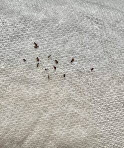 Adams Plus Flea & Tick Shampoo with Precor for Cats, Kittens, Dogs & Puppies Over 12 Weeks Of Age Sensitive Skin Flea Treatment | Kills Adult Fleas, Flea Eggs, Ticks, and Lice 12 Ounces Shampoo Only 35 818pbkItdjL 1