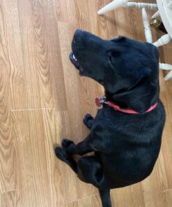 Royal Canin Labrador Retriever Puppy Breed Specific Dry Dog Food, 30 lb. bag 36 818qbwom0wL