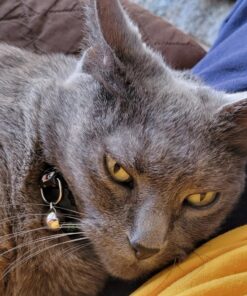 Purina Fancy Feast Tender Chicken and Liver Feast Classic Grain Free Wet Cat Food Pate - (24) 3 oz. Cans Liver & Chicken 3 Ounce (Pack of 24) 28 818qxiUwPjL 2