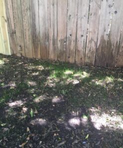 Jonathan Green (10622) Black Beauty Dense Shade Grass Seed - Cool Season Lawn Seed (1 lb) 1 lb 33 818spVfyRL