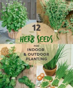 Alternative view of 12 Culinary Herb Seeds Assortment - Non-GMO Herb Garden Starter Set - Grow Cooking Herbs: Parsley, Thyme, Cilantro, Basil, Dill, Oregano, Sage & More