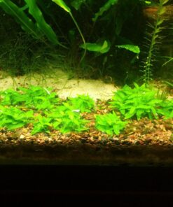 Staurogyne Repens Tissue Cultured - Foreground Aquarium Plant 49 818wIp3Zl0L