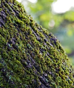 OM SYSTEM OLYMPUS M.Zuiko Digital 40-150mm F4.0-5.6 R Black For Micro Four Thirds System Camera, 3.75x Zoom Lens, Portable Design Standard Packaging 69 8192KzpO72L