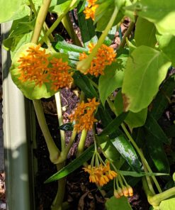 Seed Needs, Milkweed Seed Packet Collection to Attract Monarch Butterflies (6 Individual Seed Varieties to Plant) Heirloom & Untreated Seeds 6 Pack 34 81930Dp9ykL