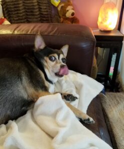 PURINA Busy Made in USA Facilities Toy Breed Dog Bones, Tiny - 30 ct. Pouch 30 Count (Pack of 1) 42 8196kuTl6 L