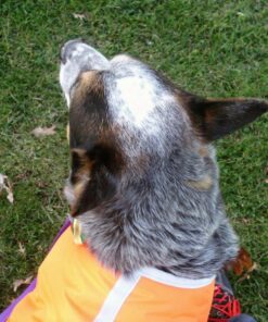 Zack & Zoey Nor'easter Blanket Coat for Dogs, 20" Large, Orange 1 L (Neck: 17", Girth: 28", Back: 20") 31 8197w4Xt8L 3