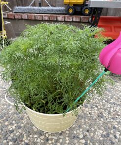 Cosmos Seeds Wildflower Mixture - Bulk 1 Ounce Packet - Over 5,000 Seeds - Pink, Yellow, Orange, Red, Purple and White Mixed Species! 1 Ounce Pouch 41 81989MuQH9L