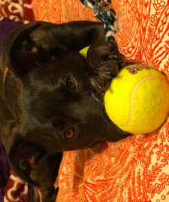 SqueakAir Ball Large Large (Pack of 1) Standard Packaging 35 8198nVUgWL