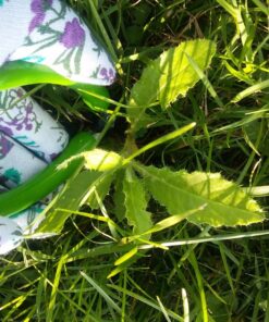 Lawn Jaws The Original Sharktooth Weed Puller Remover Weeding & Gardening Tool Weeder -Pull from The Root Easily! Ergonomic Handheld Weeding Tool for Spring Summer Cleaning, for All Age Gardeners 1 Pack 30 819ALQPtmOL