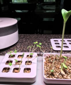 Certified Organic Vegetable Seeds for Planting Outdoors - 13 Seed Variety Pack of Veggie Heirloom Seeds Non GMO Organic Non Hybrid Open Pollinated for Home Garden - Tomato, Broccoli, Carrots, Fruit 52 819BDBIpaGL