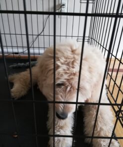 MidWest Homes for Pets Newly Enhanced Single Door iCrate Dog Crate, Includes Leak-Proof Pan, Floor Protecting Feet, Divider Panel & New Patented Features 44 819C8eY4YOL 2
