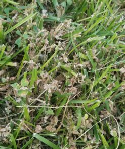 Ortho Weed B Gon Chickweed, Clover & Oxalis Killer for Lawns, 32 Oz. Ready to Spray 32 819JX9nYonL