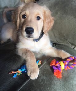 Petstages Mini Dental Chew Starter Pack for Puppies - 3 Pack Mini Chew 3 Pk 41 819KGJu6nDL