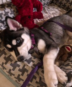 Nature's Miracle Deodorizing Bath Wipes for Dogs 30 819KkYdKd7L