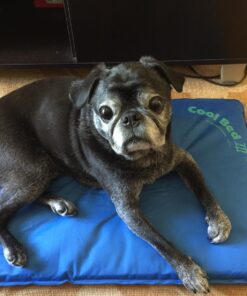K&H Pet Products Cool Bed III Dog Cooling Mat, Cooling Dog Beds for Small Dogs, Dog Cooling Mat for Dog Carrier, Outdoor Dog Bed Cooling Pad for Dog, Pet Cooling Mat - Blue Small 17 X 24 Inches 24.0"L x 17.0"W x 2.0"Th 25 819MBNEqPWL 1