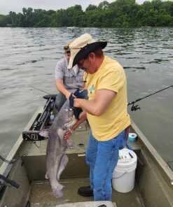 Seaguar Blue Label 100% Flourocarbon Fishing Line Leader, Freshwater, Multiple Sizes 60-Pounds/25-Yards 60lbs/25yds 22 819MEkF8mVL