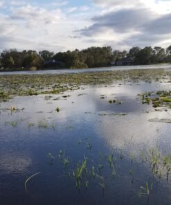 Jenlis The Original Weed Razer, Lake Weed Cutter, Large Pond Aquatic Plant Cutting Tool, Long and Sharp Razor Blades Shear Cattail, Reed, Lilly & Chara Algae, 48 Inch Cut Width, 25 Foot Throw Rope Jenlis Weed Razer Aquatic Weed Cutter 38 819MaXyPMSL 1
