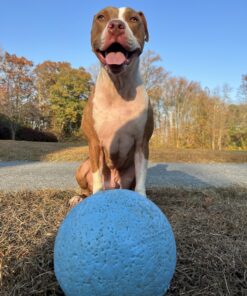 Jolly Pets Bounce-n-Play Dog Toy Ball, 8 Inches/Large, Blueberry, (Model: 2508 BB) Large (8 in) 29 819NiEhjfIL