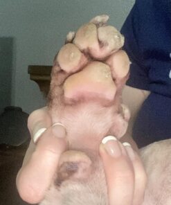 Paw Nectar Dog Paw Balm - Heals, Repairs & Restores Dry, Cracked & Damaged Paws - 100% Organic & Natural Cream Butter, Wax, Moisturizer & Protection for Dog Feet & Foot Pads - Effective & Safe - 2 Oz 40 819OH6dO7AL