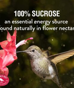 Perky-Pet Hummingbird Liquid Nectar Concentrate - 32 oz Concentrate - Makes 128 oz of Hummingbird Food Nectar Suet 32 Fl Oz (Pack of 1) 12 819QhZq34L