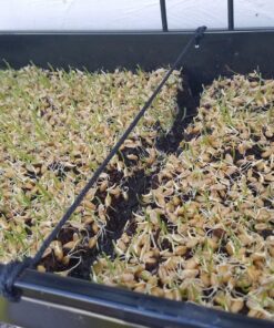 10 Plant Growing Trays (No Drain Holes) - 20" x 10" - Perfect Garden Seed Starter Grow Trays: for Seedlings, Indoor Gardening, Growing Microgreens, Wheatgrass & More - Soil or Hydroponic Black No drain holes 40 819SDO00PSL