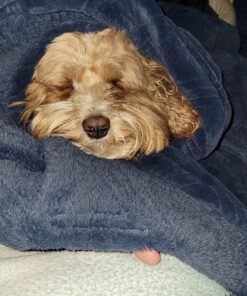 PEDIGREE DENTASTIX Dental Dog Treats for Toy/Small Dogs Fresh Flavor Dental Bones, 12.66 oz. Pack (51 Treats) 51 Count (Pack of 1) 31 819Z05OOJVL