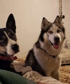 Purina Pro Plan High Protein, Digestive Health Large Breed Dry Dog Food, Chicken and Rice Formula - 34 Lb. Bag Chicken & Rice 34.00 Pound (Pack of 1) 46 819ZcAjzZML