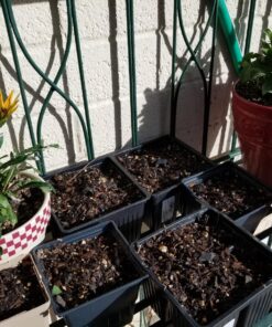 12 Culinary Herb Seeds Assortment - Non-GMO Herb Garden Starter Set - Grow Cooking Herbs: Parsley, Thyme, Cilantro, Basil, Dill, Oregano, Sage & More 38 819ZpAUM JL 3