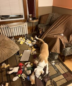 EBPP Stop the Chew 3X Strength Anti Chew Spray for Dogs - No Chew Spray for Puppies - Alcohol Free Dog Deterrent Spray - Bitter Spray for Dogs to Stop Chewing - Powerful No Chew Spray for Dogs - 8oz 46 819a f5C 5L