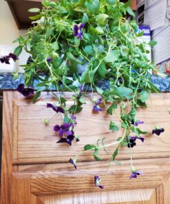 Outsidepride Viola Admiration Garden Flowers for Containers, Hanging Baskets, & Window Boxes - 1000 Seeds 15 819aI9yc6sL