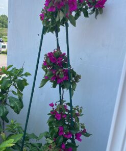 Scotts Super Bloom Water Soluble Plant Food, 2 lb - NPK 12-55-6 - Fertilizer for Outdoor Flowers, Fruiting Plants, Containers and Bed Areas - Feeds Plants Instantly 48 819dAjCIj1L