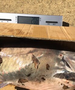 Ugly Stik GX2 Spinning Reel and Fishing Rod Combo 40 Size Reel - 6'6" - Medium Heavy - 1pc 45 819dfyznN5L