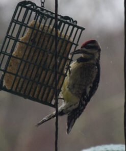 Wildlife Sciences High Energy Suet Cake 10 Pack 36 819fo1FML5L