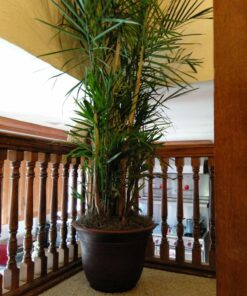 The HC Companies 16 Inch Sierra Round Self Watering Planter - Weather Resistant Plastic Resin Flower Garden Plant Pot Container, Rustic Redstone 16" 25 819g54w 0zL