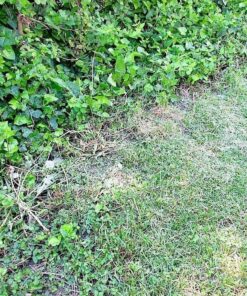 Sun Joe MJ401E 14-Inch 12-Amp Electric Lawn Mower w/Collapsible Handle for Storage, 3-Position Height Control, 10.6-Gallon Bag, Green Original Version 46 819mlCr4Y1L